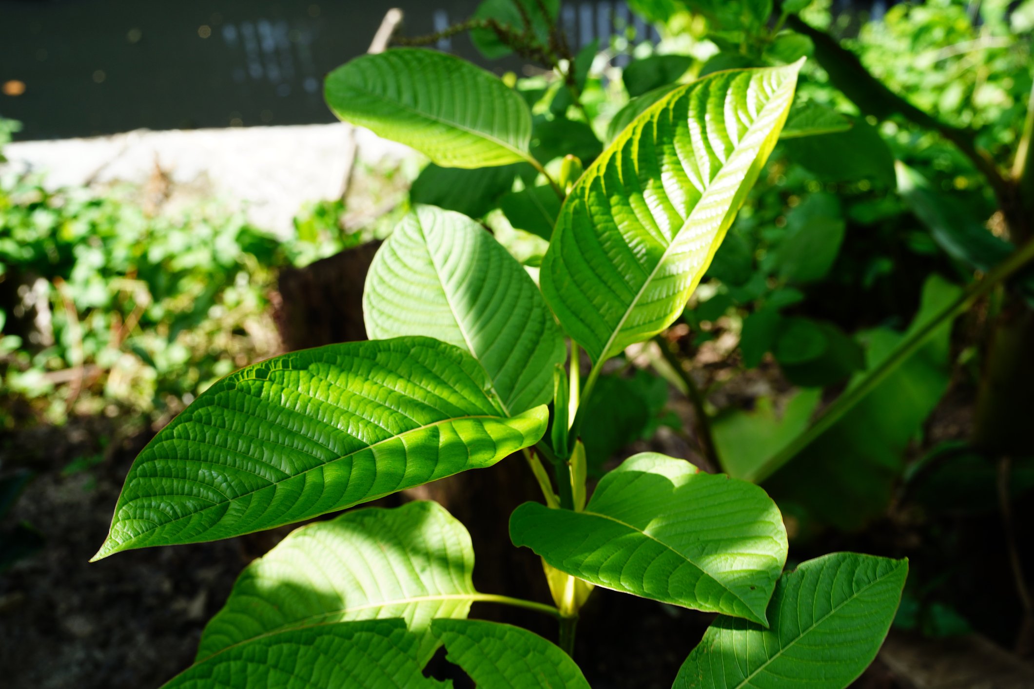 liquid kratom shots